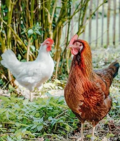 Ferienhaus Auf Idyllischem Landsitz Mit Parkanlage *